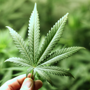 Color photograph of a marijuana leaf.
